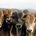 Boran Cattle vs. Local Breeds