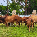 Boran Stud Farming: Raising Champion Cattle in Hwedza, Zimbabwe